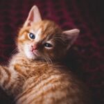 how long orange tabby cat lives