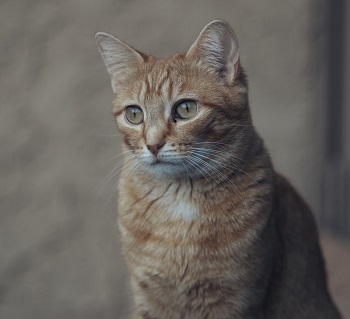 orange tabby cat