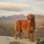 10 Most Common Dog Injuries On Hikes featured image