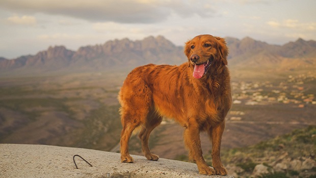 10 Most Common Dog Injuries On Hikes