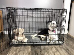 How To Keep Puppy From Crying In Crate At Night Or Day?