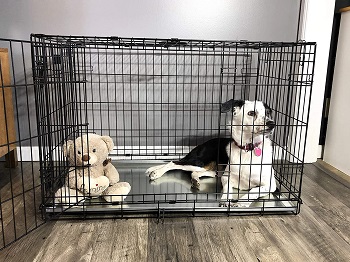 BEST 42 INCH METAL DOG CRATE TRAY