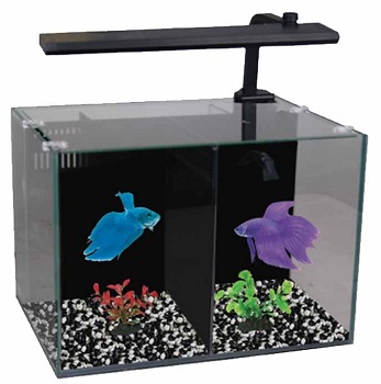 BEST CUBE SPLIT BETTA FISH TANK