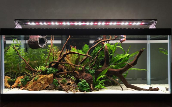 BEST LONG 20 GALLON BETTA TANK