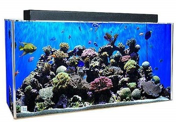 BEST OF BEST 50-GALLON SALTWATER FISH TANK