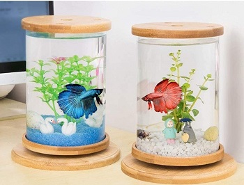 Can You Put Male And Female Betta Fish In The Same Tank?