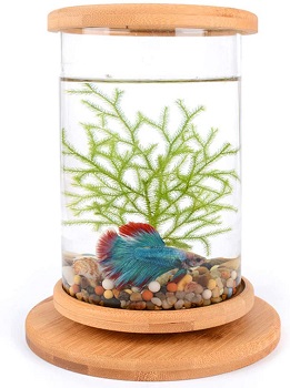 BEST SMALL BETTA FISH VASE WITH BAMBOO