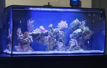 BEST WITH FILTER 30-GALLON SALTWATER TANK