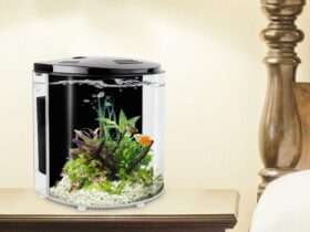 BETTA FISH 1 GALLON TANK