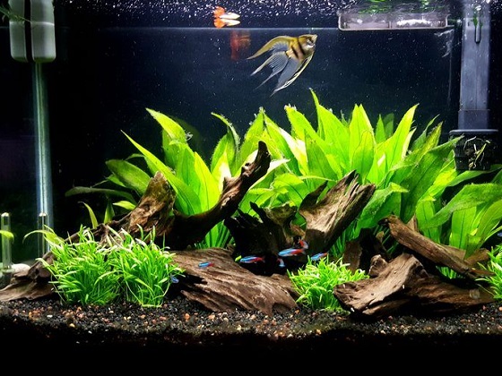 BETTA TANK WITH FILTER AND HEATER