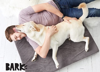 Barkbox Memory Foam Dog Bed