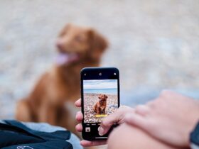 Best Dog Health Care Apps