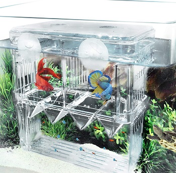 Fortune-Star Fish Breeding Box