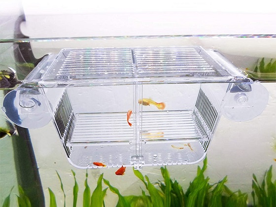 Best 6 Hospital Tank For Betta Fish Every Home Needs Reviews