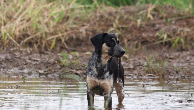 Intestinal Infections Caused By Giardia