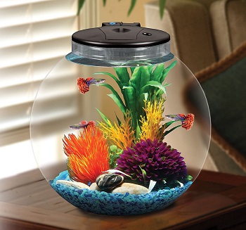 6 Best 3-gallon Betta Fish Tanks You Can Set In Your Home