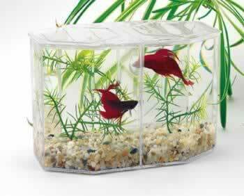 Lee's Betta Aquarium