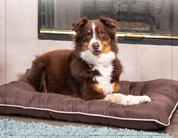 Pet Craft Supply Super Snoozer Bed