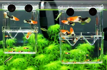 Petzilla in-Tank Aquarium Breeder Box