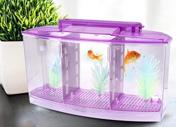 Best 5 Divided (Split) Betta Fish Tanks For Multiple Fishes - Petovly