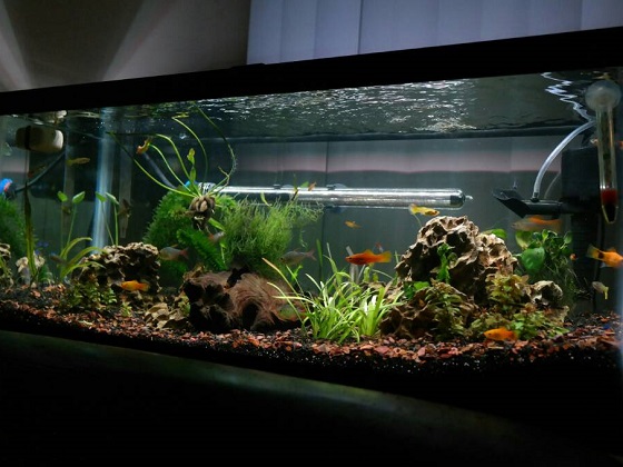 Best 5 Tetra 20-gallon Aquarium (Tank) For A Lot Of Fishes