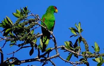 a bird on tree