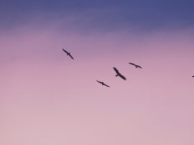 bird fly out of cage