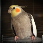 differences between male and female cockatiels