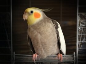 differences between male and female cockatiels