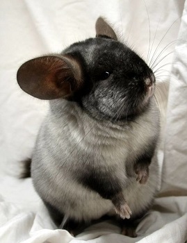 grey chinchilla