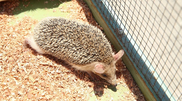 hedgehog in cage