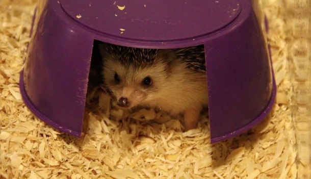 hedgehog in hideout