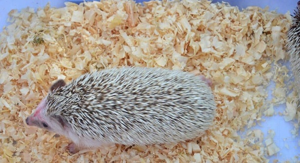 hedgehog on bedding