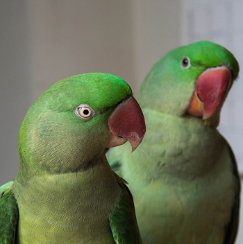noisy parrots