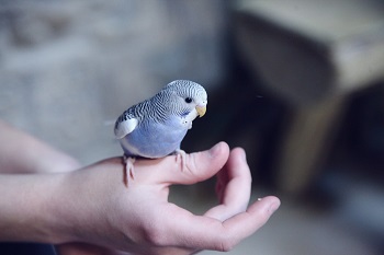 parrotlet or budgie