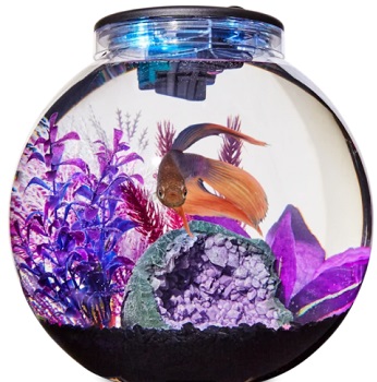 BEST CHEAP 3-GALLON FISHBOWL