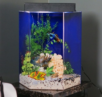 BEST CORNER 20-GALLON PLANTED TANK