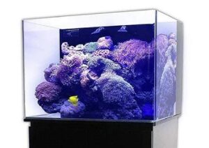 5 Best 30-gallon Rimless Tanks For All Pet Fish Breeds 2022