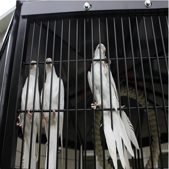 ShengYang Garden Bird Aviary