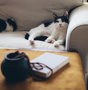 cat on the sofa