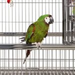 indoor-bird-cage