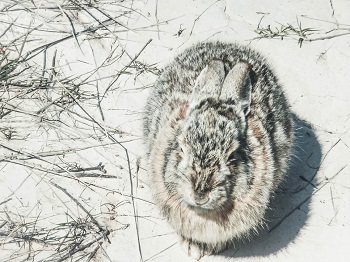 rabbit in winter