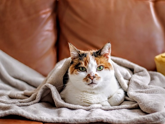 what home remedy will keep cats from scratching furniture
