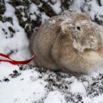 winter rabbit hutch