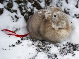 winter rabbit hutch