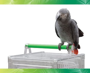 BEST COCKATIEL SMALL BIRD TRAVEL CAGE