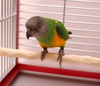 BEST METAL PARROT TRAVEL CAGE