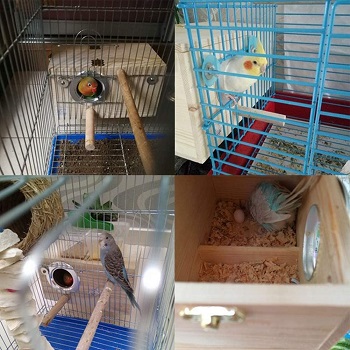 BEST OF BEST COCKATIEL BREEDING BOX