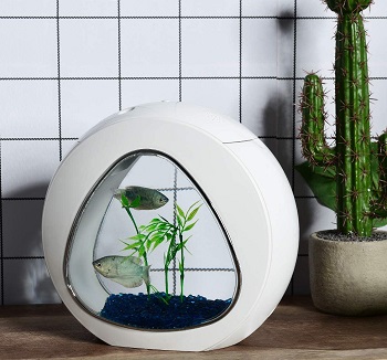 BEST PLANTED BABY FISH TANK