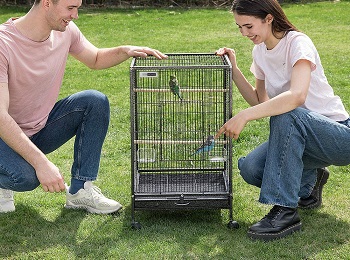 BEST SMALL GREEN CHEEK CONURE CAGE